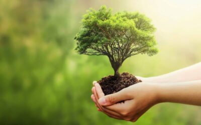 Fatüzelés: környezetbarát fűtés megújuló energiával